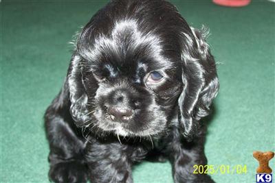 Puppies in NJ